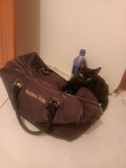 Отдам котенка в добрые руки вместе с кормом