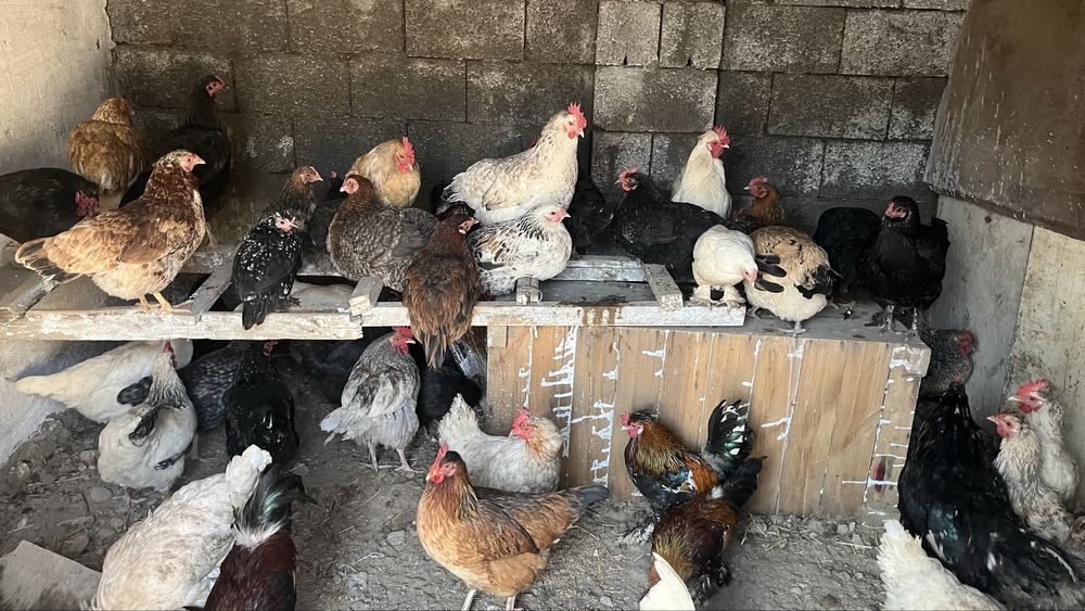 Куры тауык несушки