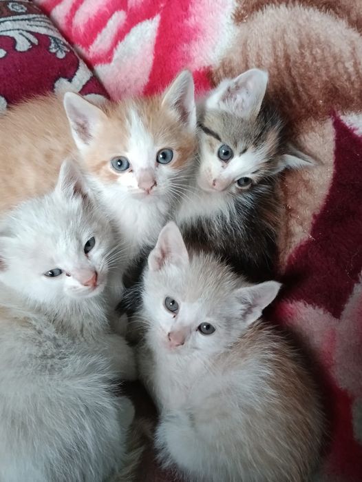 Отдаем бесплатно котят в добрые руки