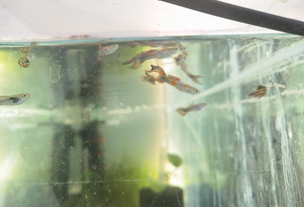 Schimb guppy cu plante sau coridoras sau ancistrus