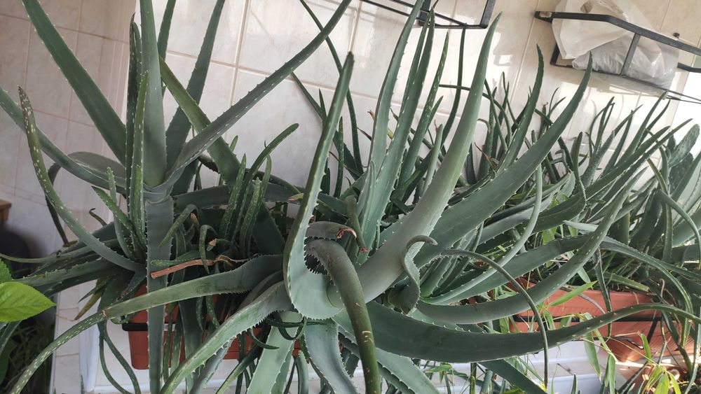 Jardinieră cu Aloe Vera Barbadensis Miller