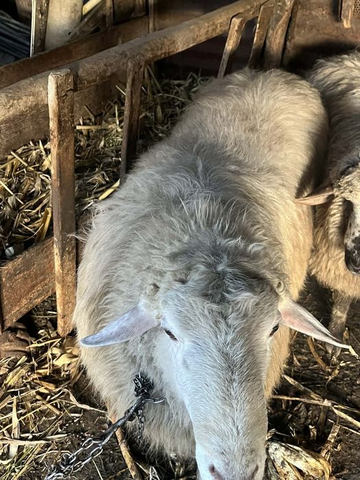 De vânzare 5 berbeci, pt mai multe detalii la nr de telefon