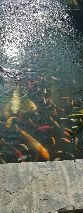 Мальки карпа Кои