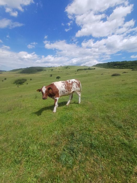 Vand juninca gestantă