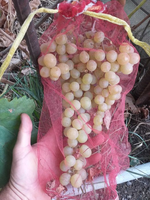 Продажа саженцев винограда