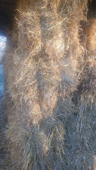 Baloti din paie de ovăz