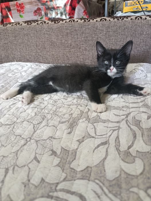 Отдаю даром котят