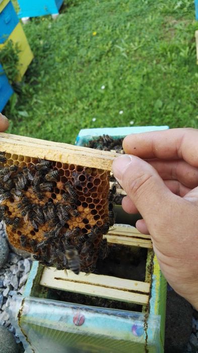 Пчелни  отводки и майки 2026