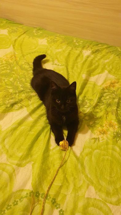 Приемен / постоянен Дом за Черна принцеса