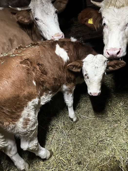 Vitea de 3 luni jumtate