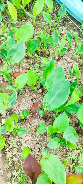 Kan gul kan Lola kup yillik buyi past katta gullaydi  eng zur sorti