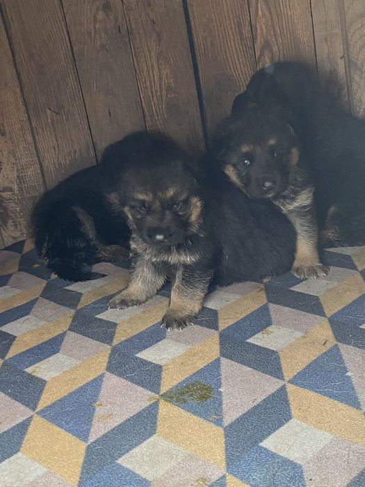 Продаю щенков немеукой овчарки