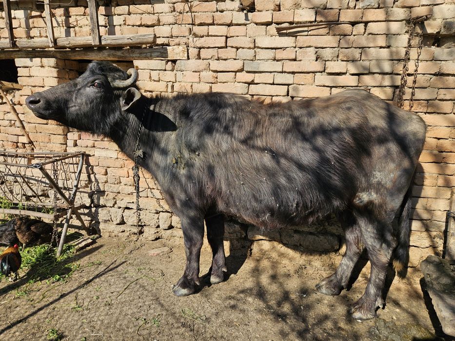 БИВОЛИЦА, на второ теле, на 8 месеца заплодена.