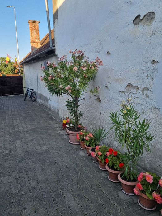Plante decorative de leandru roz, ideale pentru amenajări exterioare