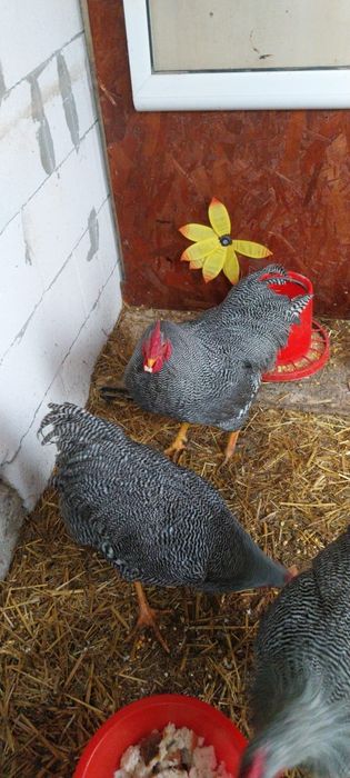 Cocoși playmouth rock barat. Familie 4 gaini și un cocos ouă pt incuba