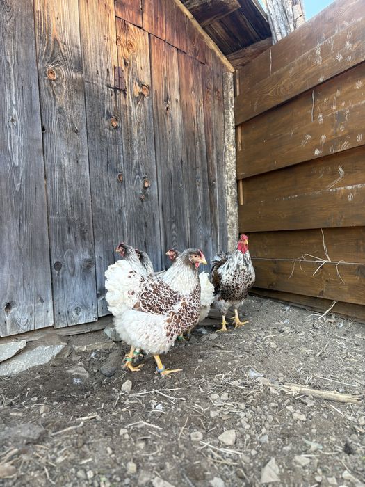 Oua pentru incubat din rasa wyandotte splash .