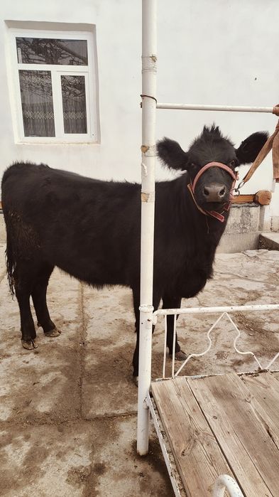 Абердин Ангус Гунажин тозаси