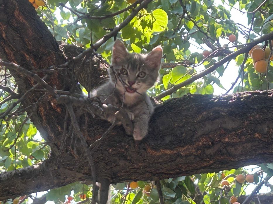 Кошки, крысоловки.