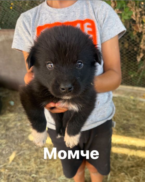 Обява за животни