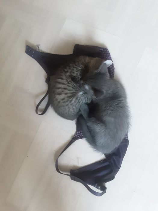 Отдам в хорошие руки