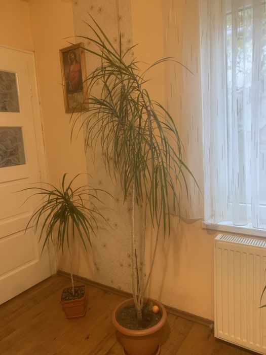 Floare Dracaena ,ghiveci