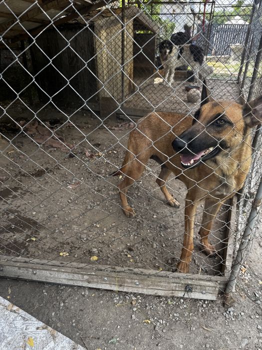 Donez femelă ciobanesc malinois