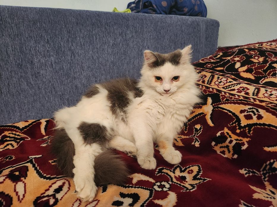 Отдам бесплатно котенка мальчика