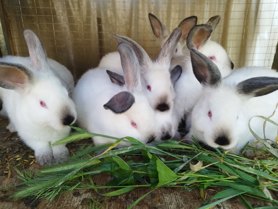 Крольчата калифорния 150.000 сум. Кролики. Куён Кролики