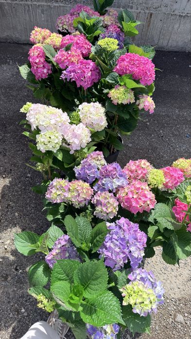 Градинска хортензия (Hydrangea) – едри цъфтящи растения