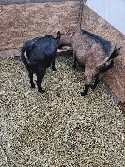 Vand capra metis de alpina franceză