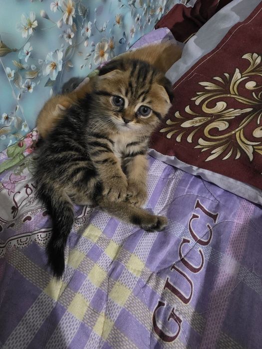 Котенок веслоухий