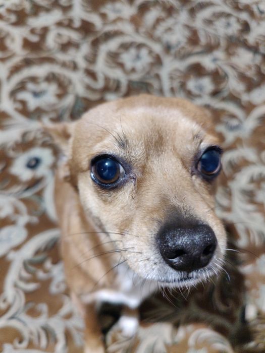 Собака той-терьер