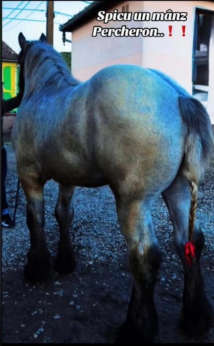 Vand manz de 2 ani Percheron pretul se discuta la telefon