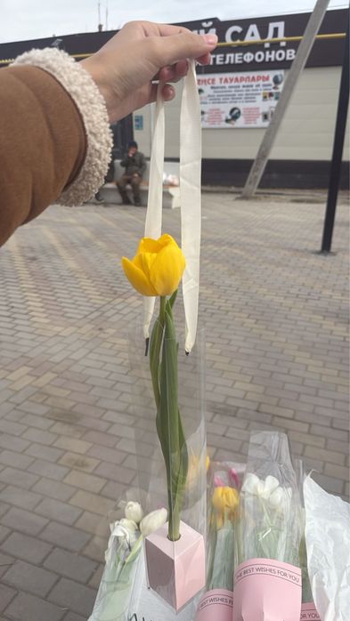 Продаем тюльпаны