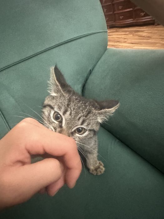Котенок бесплатно