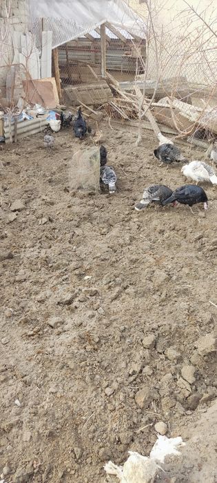 Сотилади хамаси товук куркалп