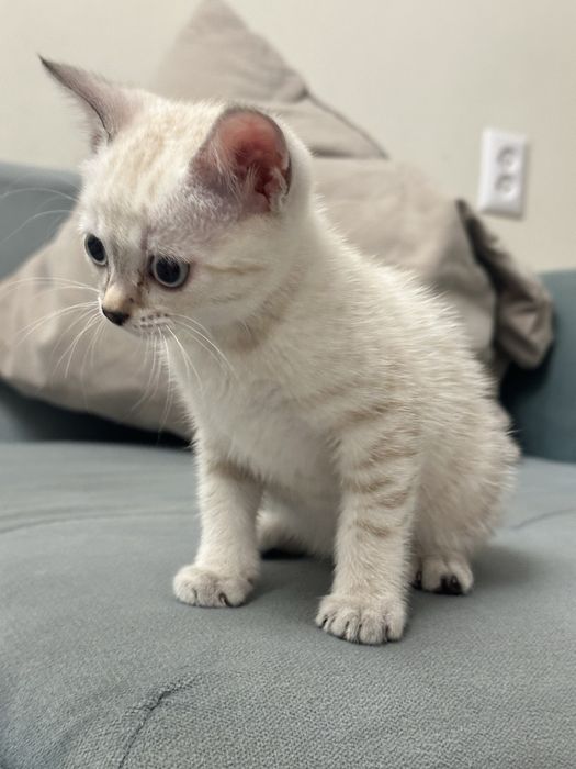 Котенок 1.5 месяцев девочка