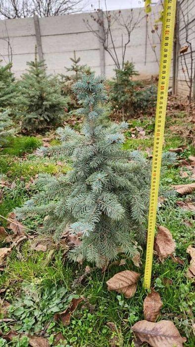 Голубая Ель ва Яшил Ель Сотилади 50% Скидкада