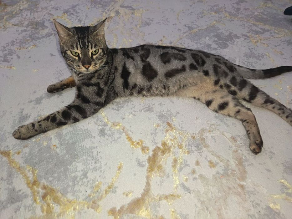 Bengal zotli  mushuk