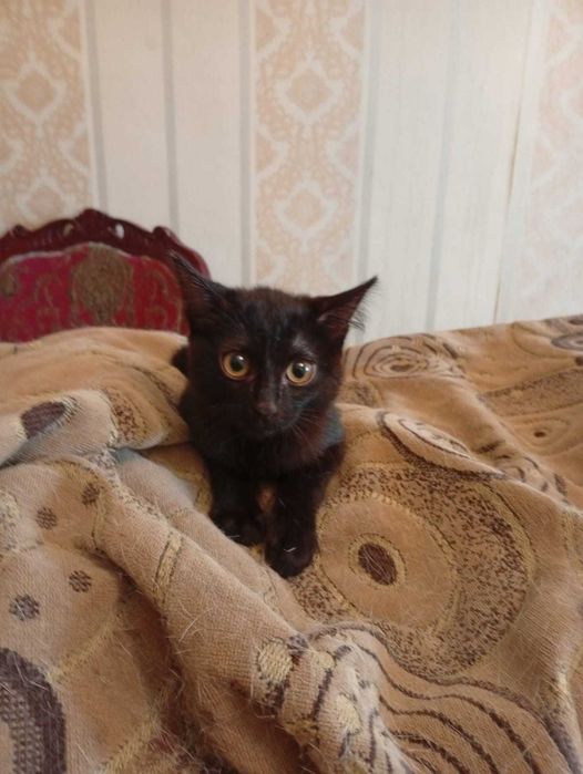 Отдам котенка девочку