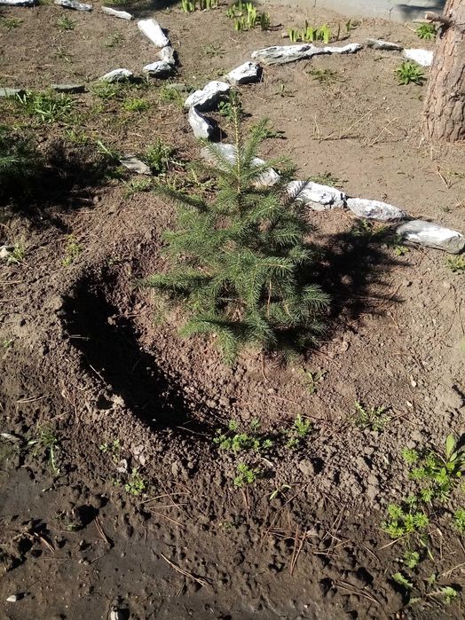 Продам ели тяньшань