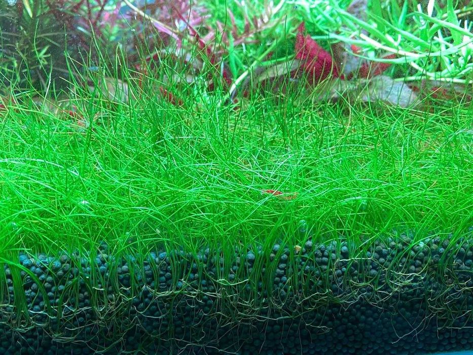 аквариумные растения