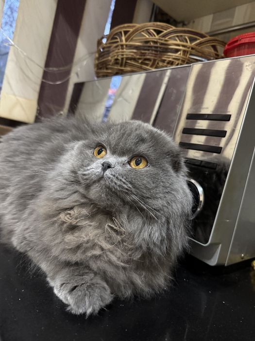 Продаётся сладкая кошечка