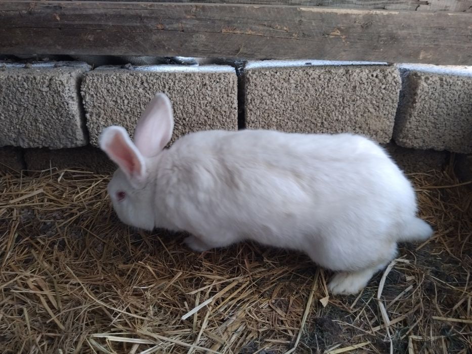 Velikan quyon sotiladi