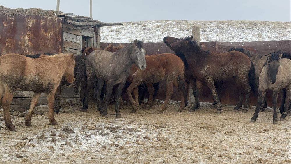 Соғымға жылқылар сатылады