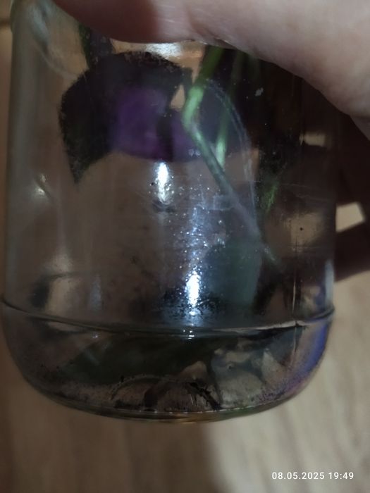 Отростки традесканции