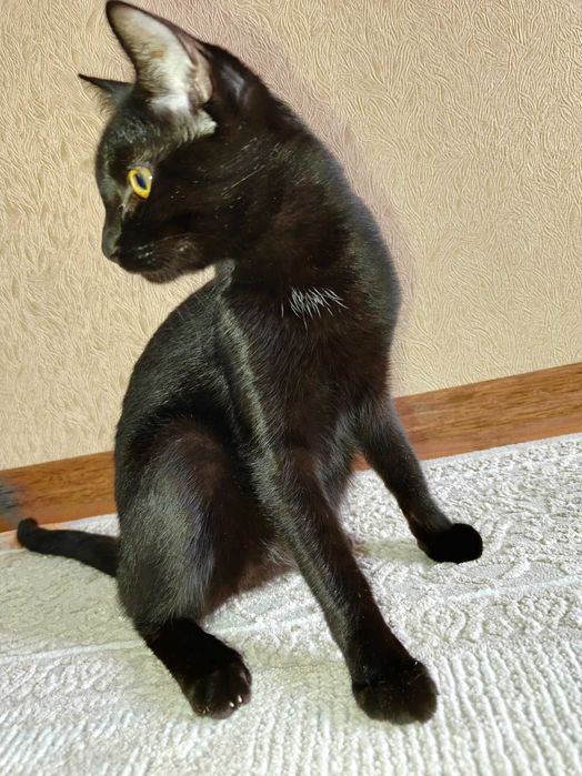 Отдам кота в хорошие руки