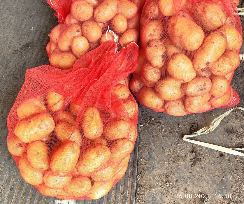 Картофель домашний картошка