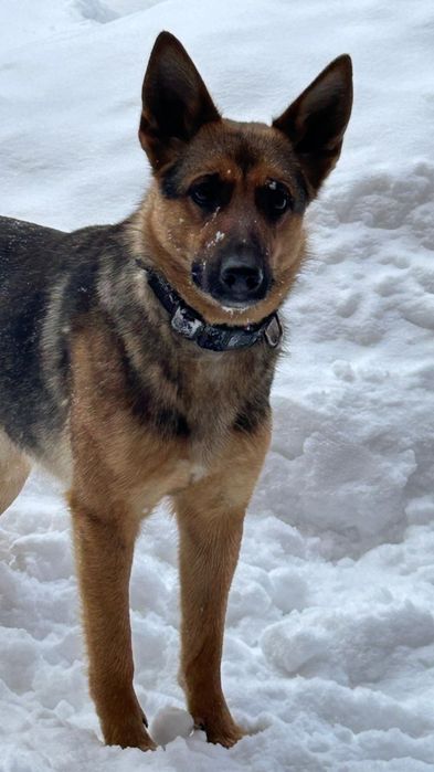 Бесплатно овчарка девочка