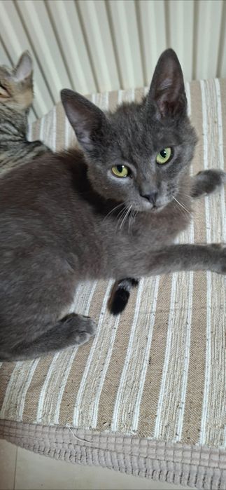 Puiuti pisica pt adoptie